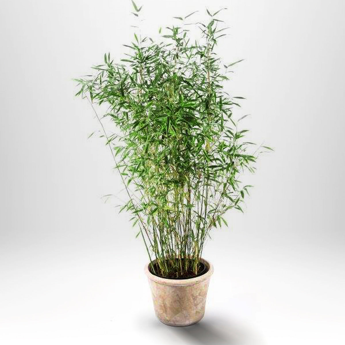 Bergsbambu - Fargesia Dino, krukväxt